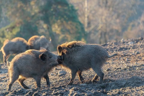Two young wild boars (Sus scrofa) play fighting and dominance on a frozen field on a sunny day. A