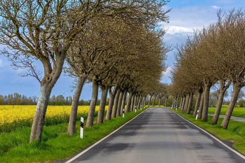 Country road lined with common whitebeam trees (Aria edulis, Sorbus aria) in spring