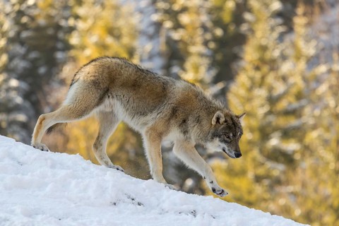 A young grey wolf (Canis lupus lupus) runs across the sloping, snow-covered meadow at the edge of a