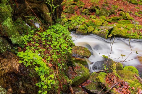 Kleine Ohe creek below Waldhaeuser village in the Bavarian Forest Nationalpark. Flowing water,