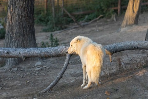One Hudson Bay wolf (Canis lupus hudsonicus) walking over a dry forest floor. Some logs in the