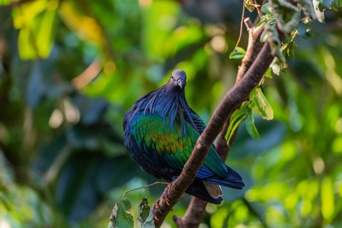 Nicobar Pigeon, Caloenas nicobarica, Nicobar Islands sits on a twig in a forest