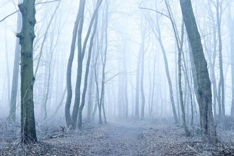 Hiking trail through deciduous forest in fog and frost, Freyburg (Unstrut), Saxony-Anhalt, Germany,
