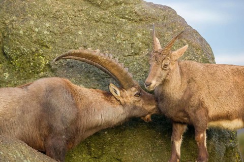 Two ibex (Capra ibex), a male and a female, stand on a rock. The male shows some flehming and