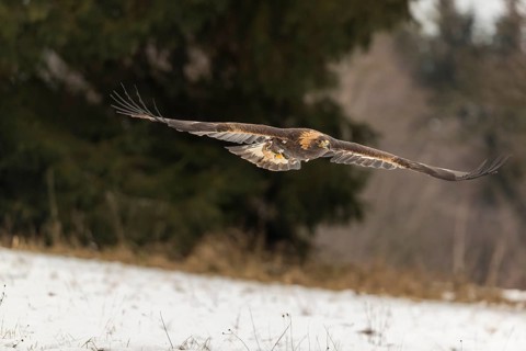One golden eagle (Aquila chrysaetos) flying over a snowy meadow. A forest in the background.