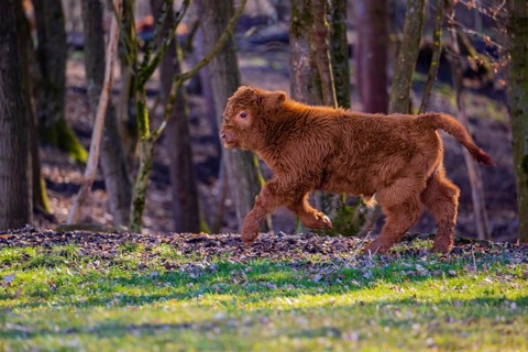 One Highland calf (Bos (primigenius) taurus) runs over a meadow