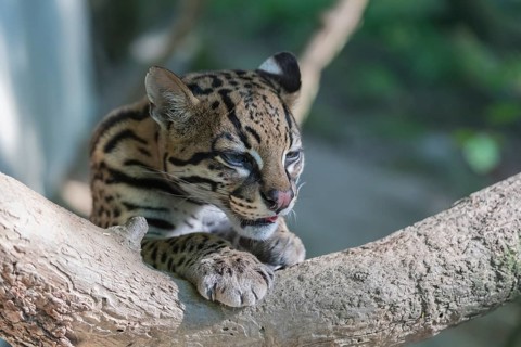 One Ozelot, Leopardus pardalis, licking front legs for cleaning, with green vegetation in the