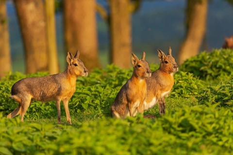 Three Patagonian maras (Dolichotis patagonum) stand on a meadow in early morning light