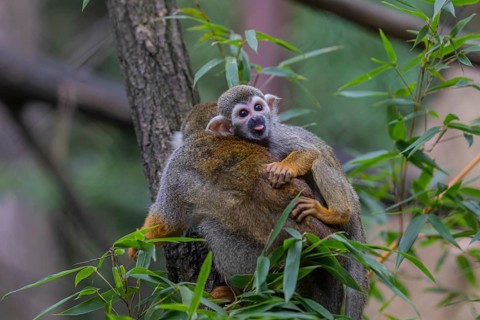 One female Central American squirrel monkey, Saimiri oerstedii, carrying her baby. Green vegetation