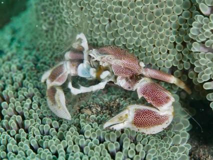 A porcelain crab, spotted porcelain crab (Neopetrolisthes maculatus), in a green sea anemone, dive