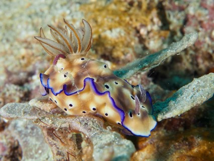 Exotic nudibranch with blue edges and brown patterning, magnificent star snail (Hypselodoris