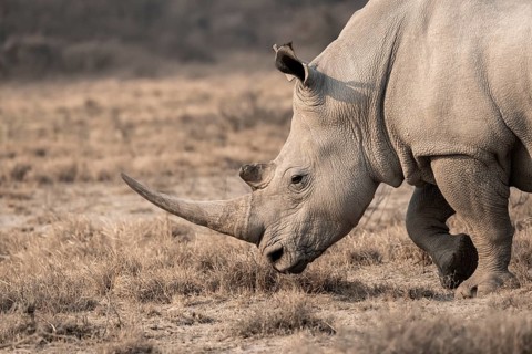Southern white rhinoceros (Ceratotherium simum simum), animal portrait, Khama Rhino Sanctuary,
