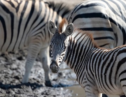 Plains Zebra (Equus quagga), young animal, animal portrait, Khama Rhino Sanctuary, Serowe,