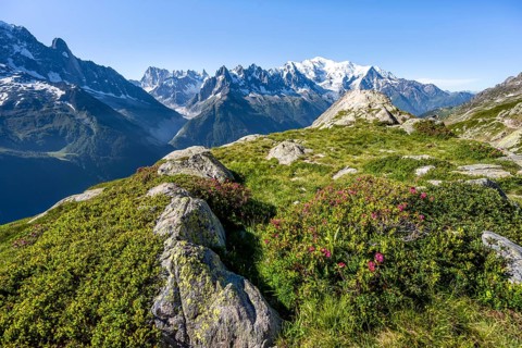 Mountain landscape with alpine roses, mountain panorama of the Mont Blanc massif with glaciated