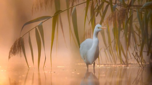 Great White Egret (Ardea alba) Winter visitor, migratory bird, light, resting bird, sunrise, reed