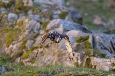 One red-tailed hawk (Buteo jamaicensis) flying over a rocky ground