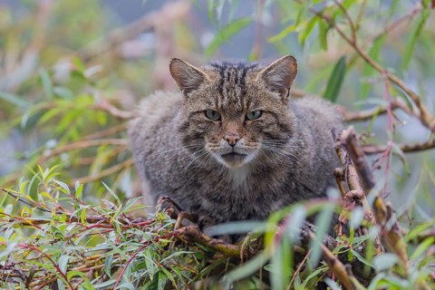 One European wildcat, Felis silvestris silvestris, resting in a green weeping willow tree. Green