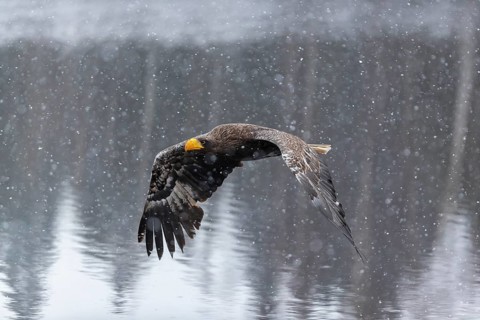 One young Steller's sea eagle (Haliaeetus pelagicus) flying over a lake while snow is falling. A