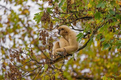 A White-handed gibbon, Hylobates lar, climbs in a tree