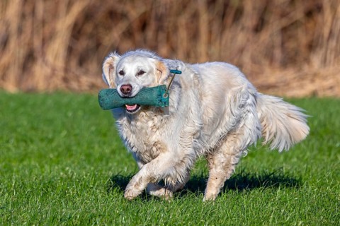 Golden retriever, gun dog with cream coloured coat running with training dummy in field