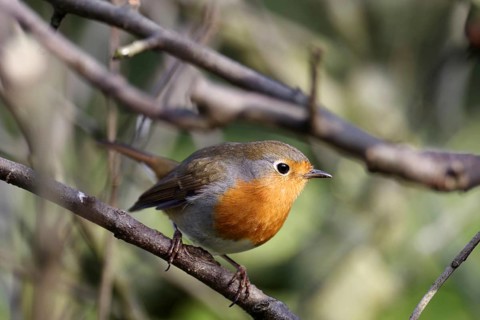 Robin (Erithacus rubecula), close-up, songbird, plumage, tree, The robin with its typical