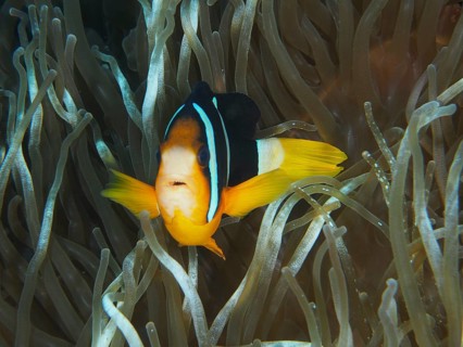 A Clark's anemonefish (Amphiprion clarkii) between long tentacles of a sea anemone, dive site