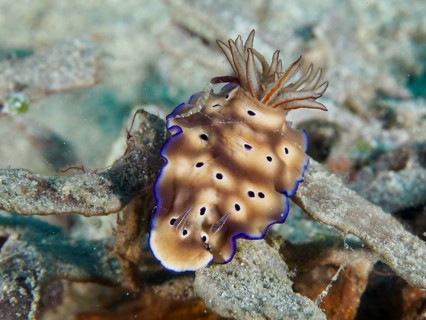 Nudibranch in shades of brown with blue edges, magnificent star snail (Hypselodoris tryoni), on