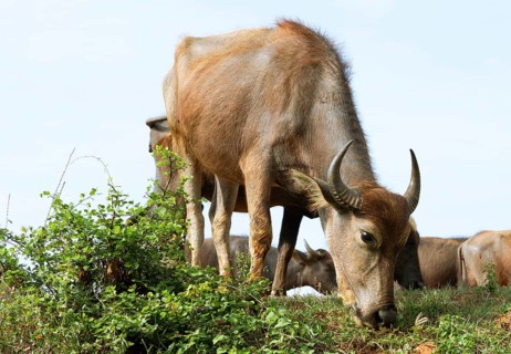 Water buffalo grazing, young animal, Kataragama, Uva Province, Sri Lanka, Asia
