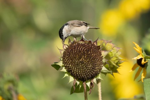 Marsh tit (Poecile palustris) adult bird on a garden sunflower plant seedhead in summer England,