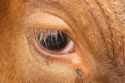 Domestic cattle or cow (Bos taurus) adult farm animal close up of its eye with a fly, England,