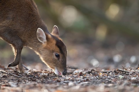 Muntjac deer (Muntiacus reevesi) adult animal feeding on a woodland floor, England, United Kingdom,