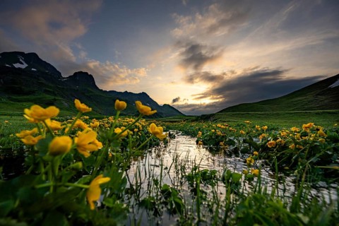 Summit in the morning light with dramatic clouds and marsh marigolds (Caltha) with stream in the