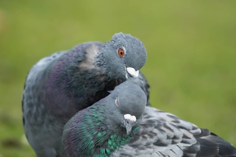 Feral pigeon (Columba livia domestica) two adult dove birds performing their courtship love