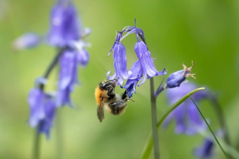 Common carder bee (Bombus pascuorum) adult insect feeding on a Bluebell flower in a woodland in