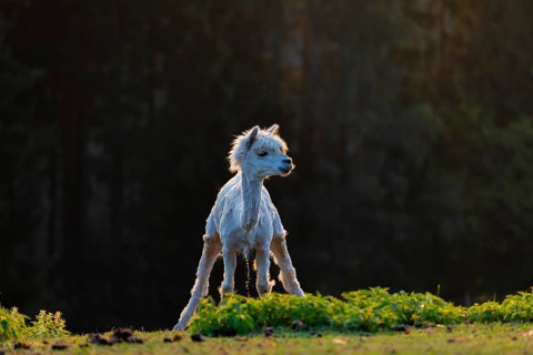 One freshly shorn alpaca (Vicugna pacos) stands in a meadow in front of a dark forest and urinates,