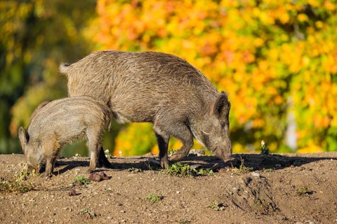 A young wild boar and a piglet (Sus scrofa), run across a clearing in hilly terrain in search of