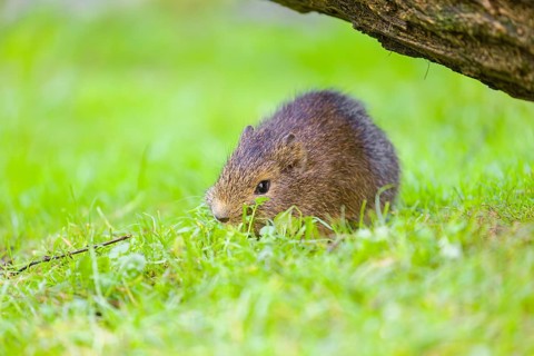 A young Brazilian guinea pig (Cavia aperea) grazes on a green meadow