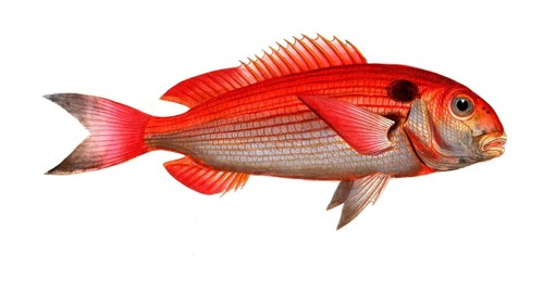 Fish, Fish, Sea bream family, Sparus pagrus, Historical, digitally restored reproduction from a