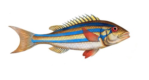 Fish, Fish, Sea bream family, Sparus vittatus, Historical, digitally restored reproduction from a