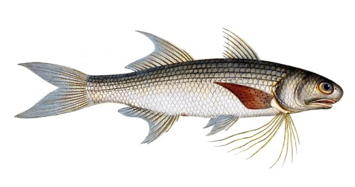 Fish, Fish, Genus of threadfins, Polynemus plebeius, Historical, digitally restored reproduction