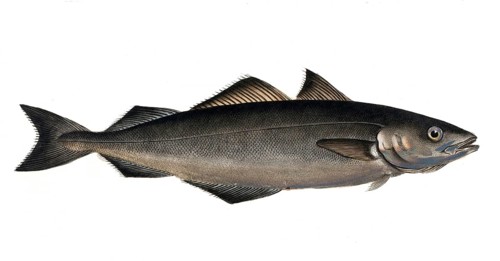 Fish, Fish, Cod family, Gadus carbonarius, Der charburner, the Coal Fish, Historical, digitally