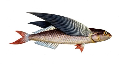 Fish, Flying fish, genus flying fish, Exocoetus evolans, the high-flyer, the Flying-Fish,