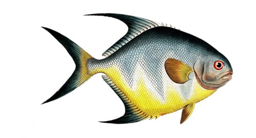 Fish, Fishes, Genus Butterflyfish, Butterflyfish, Chaetodon rhomboides, the diamond-shaped
