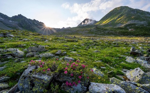Mountain landscape with alpine roses, Lasörlinggruppe, Hohe Tauern, East Tyrol, Tyrol, Austria,