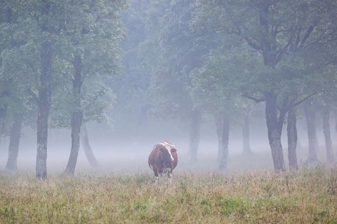 A Holstein Friesian cow stands grazing on a meadow with trees on a foggy day. Eng Valley, Austria,