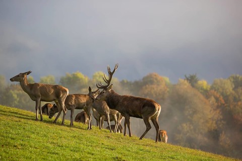 A herd of red deer (Cervus elaphus) stands in a meadow, A forest with autumn leaves can be seen in