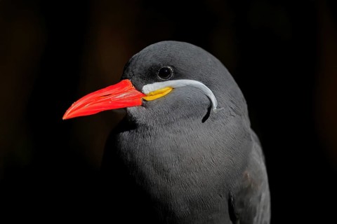 Inca Tern (Larosterna inca), adult, portrait, South America