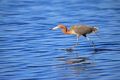 Reddish Egret (Egretta rufescens), adult, in water, foraging, hunting, alert, Merritt Island, Black
