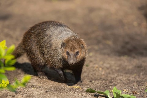 One common kusimanse (Crossarchus obscurus), also known as the long-nosed kusimanse, cusimanse or