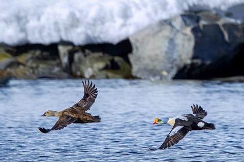 King eider (Somateria spectabilis) pair, female and male in breeding plumage taking off from water